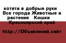 котята в добрые руки - Все города Животные и растения » Кошки   . Красноярский край